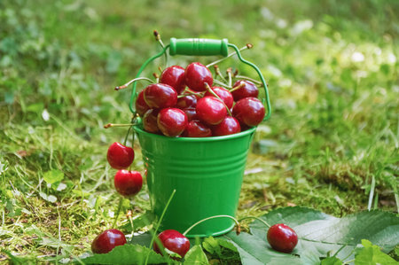 Green metal bucket filled with ripe red cherries placed on grass with scattered leaves in a garden