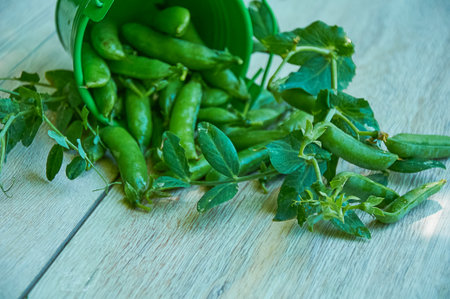 Green container tipped over with fresh green pea pods and leafy stems on a wooden surface
