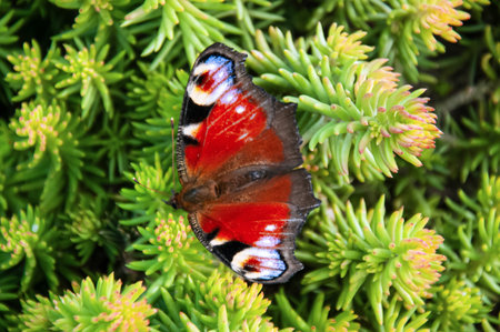 European Peacock butterfly resting on green succulents with pink-tipped leaves. A close-up nature scene capturing contrast, texture, and biodiversityの写真素材
