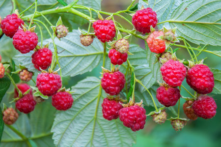 Raspberries in various stages of ripeness hanging from leafy stems. A close-up garden scene...