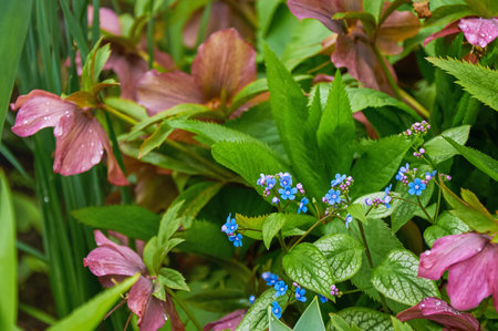 Blue Brunnera and Pink Hellebore Flowers in Spring Garden