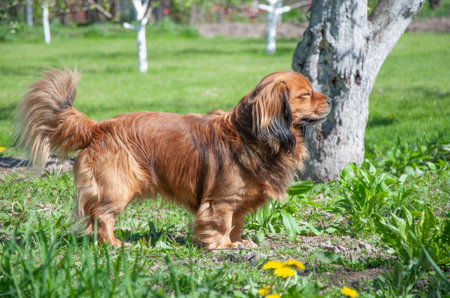 Happy ginger dog with tongue out walking on green grass in sunny spring garden