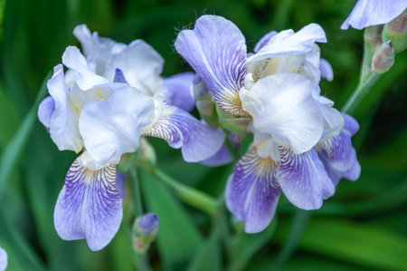 Detailed macro of elegant light blue bearded iris flowers on a green background.