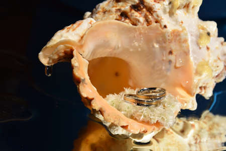 cockleshell with wedding rings inside lyihg on a mirror surface covered with waterの写真素材