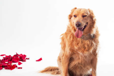 purebred dog golden retievir with orange hair, smiling pretty squinting eyes, sticking out tongue, close-up, isolated on white background with red rose petalsの写真素材