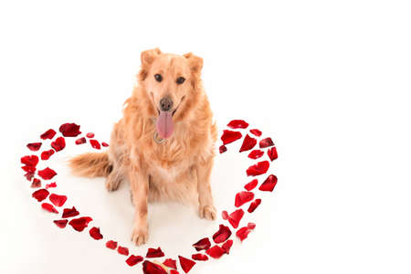 GGolden retriever dog in a heart laid out of red rose petals on a white background, isolated.Greeting, invitation card.Congratulatory idea.Smiling dog.Celebration Valentines day.Poatcard with dog olden retriever dog in a heart laid out of red rose petals on a white background, isolated.Greeting, invitation card.Congratulatory idea.Smiling dog.Celebration Valentines day.Poatcard with dogの写真素材