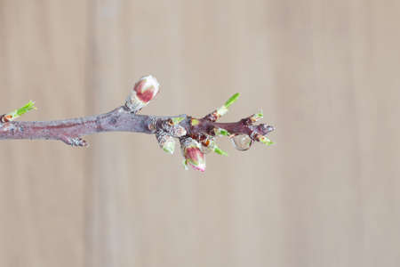 Almond tree branch with flowers and buds covered with water drops on a wooden beje background, close up, copy space. Spring nature after rain. Symbol springtime.の写真素材