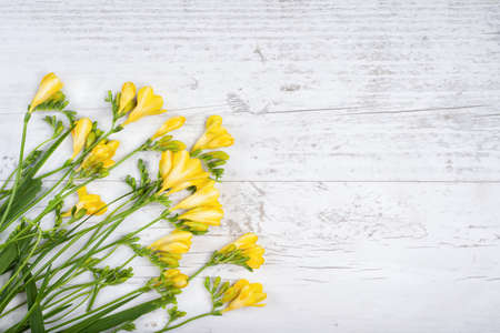 Bouquet of tender graseful yellow freesias on white wooden surface. Source material, sample of...