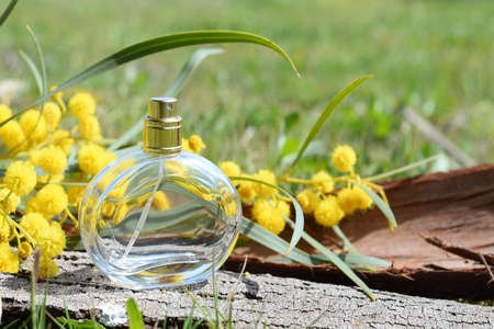 Bottle of womens perfume stands on a tree bark next to a mimosa flowers against the background of the green field in the sunlight. Cosmetic conceptの写真素材