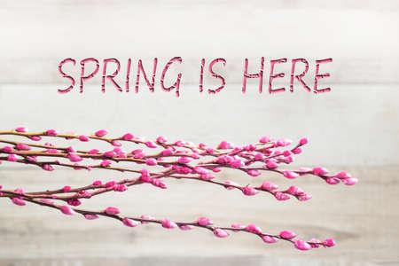 delicate fluffy twigs of pink pussy willow on a beige background with the inscription spring is here. Spring greeting cardの写真素材