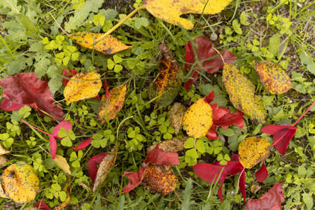 beautiful yellowed leaves close up lie on the ground. Autumn yellow and red foliage of oak and birch on yellowed grass, selective focusの写真素材
