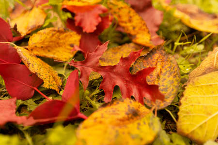 beautiful yellowed leaves close up lie on the ground. Autumn yellow and red foliage of oak and birch on yellowed grass, selective focusの写真素材