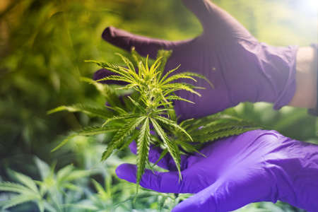 background from marijuana plants and hands in gloves hold the plant, the image is out of focus.の写真素材