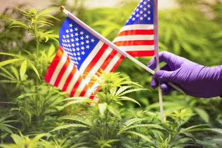 background from marijuana plants and american flag out of focus. Blurred cannabis bushesの写真素材