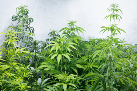 marijuana plants in pots with earth top view, Industrial cultivation.Cannabis leaves and seedの写真素材