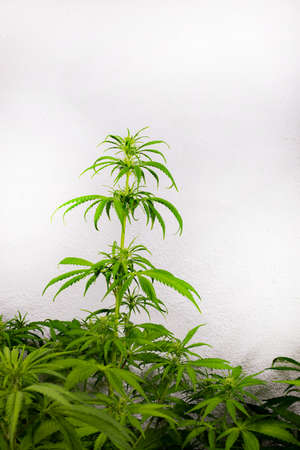 marijuana plants . industrial cultivation of cannabis for pharmacy. Cannabis leaves and seeds.の写真素材