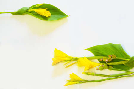 yellow flowers Canna isolated on the white blackground. Greeting invitation card.8 march day gift.congratulation for women and for mother dayの写真素材
