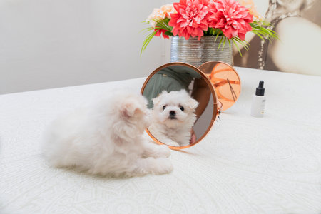 Cute small dog Bichon maltes with white fluffy fur looks funny in the mirror, selectively focusing on the eyes and muzzle. Pretty little dog in the home interior.の写真素材