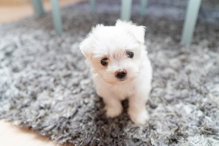 Potret cute small dog Bichon maltes with white fluffy fur poses funny on a greens background,...