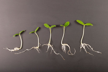 Cucumber sprouts with roots of different sizes isolated on black background. Plant seedlings with root system.の写真素材
