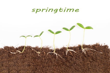 sprouts of cucumbers with roots in the ground of different sizes isolated on a white background with...
