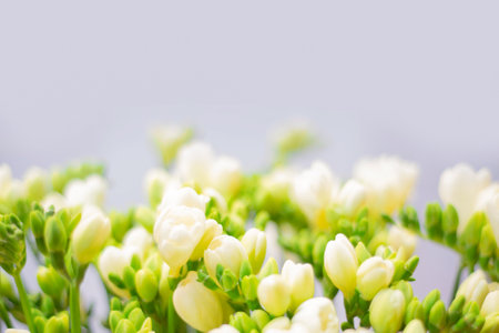 beautiful gentle spring floral background of buds and flowers of white freesias in focus and defocus, space for text, greeting card background,copy space,selective focusの写真素材