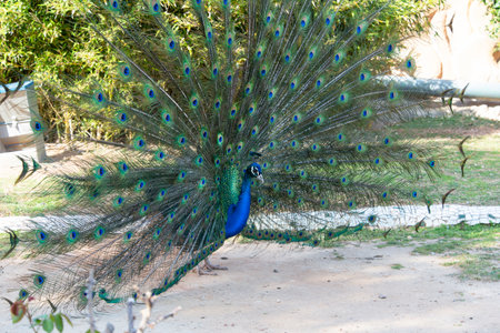 Peacock with a magnificent open tail of different colors in the park in the shade. Beautiful birds in free nature. Natural zoo in Spain.の写真素材