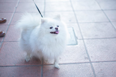funny purebred white spitz dog on a leash, walking with open mouth smiling, close-up, selective focusの写真素材