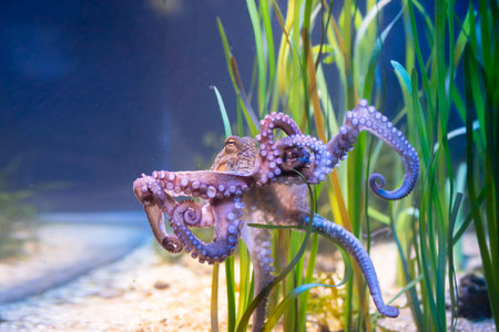 beautiful purple clam octopus next to seaweed close-upの写真素材