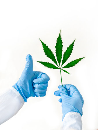 the hands of a doctor or laboratory assistant in medical gloves holds a marijuana leaf and shows a gesture of approval or cool with his hand. Legalization of cultivation and use of narcotic plantsの写真素材