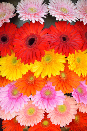 Bright gerbera flowers, yellow, pink, red, orange, delicate on a black background.bright colored background lined with heads of gerbera flowersの写真素材
