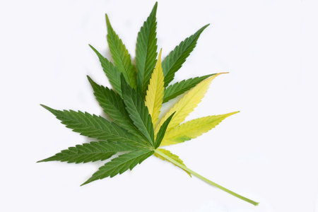 Beautiful marijuana leaves in yellow and green color on the white background. Autumn concept of the finished marijuana crop.legalization of growing marijuana and hemp.の写真素材