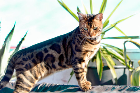 A Bengal cat stands on the edge of an inflatable pool against a background of tropical plants and...