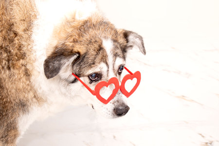 Funny dog with glasses in the shape of hearts,a funny muzzle of a dog in the style of a...