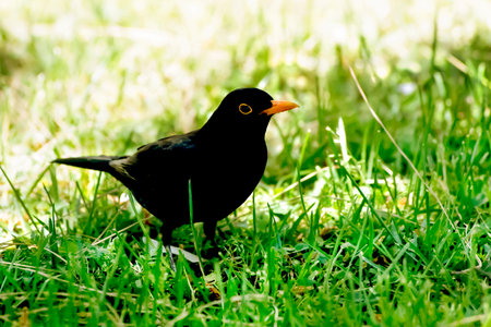 Natural singer Blackbird, Turdus Merula, Mirlo Komun, Tordo in all its beauty against the grass in summer in Spain.の写真素材