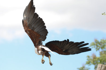 Beautiful wingspan of the Bald Eagle, the African fish eagle. A bird of prey, a symbol of America,...