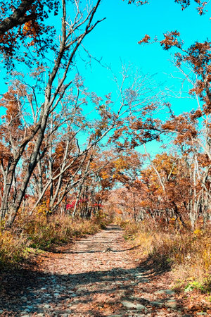 Scenic autumn scenery of a forest road in fallen leaves among yellowed trees leaning in an arch...