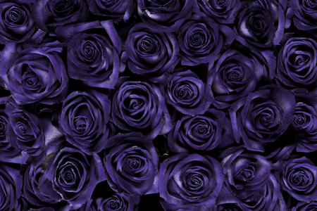 A floral background of open rose heads in a rich, deep dark purple future dusk, the color of the year 2025. Seamless Floral patternの写真素材