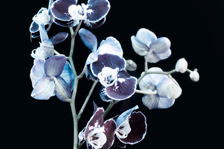 Orchids in rich deep dark purple color on dark background, Close-up. Indoor potted exotic monocot plant. Orchidの写真素材