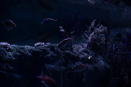 Fish swim near coral reefs in dark water with sea plants, seaweed, rock formations