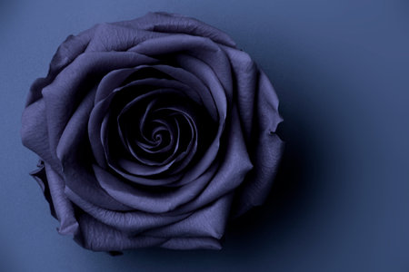 Open Rose in Color of the year 2025 future dusk on White, close up. Stabilized Flowers in Fashionable Trendy Color Shades,Flower patternの写真素材