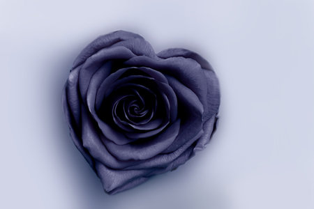 Open Rose in Heart Shape in Color of the year 2025 future dusk on White, close up. Stabilized Flowers in Fashionable Trendy Color Shades, Flower patternの写真素材