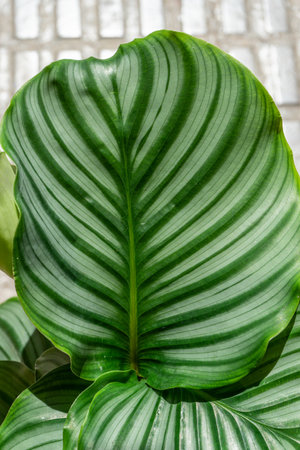 beautiful leaves of tropical plant Calathea Orbifolia with natural patternの写真素材