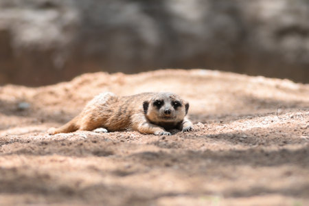 Gopher lies on the sand, watches. Mammals steppe animals of wild natureの写真素材