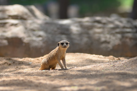 Gopher sits on the sand, watches. Mammals steppe animals of wild natureの写真素材