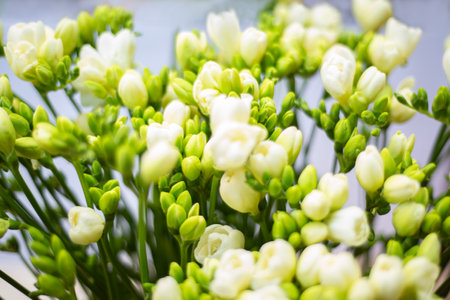 beautiful gentle spring floral background of buds and flowers of white freesias in focus and defocus, space for text, greeting card background, copy space, selective focus.の写真素材