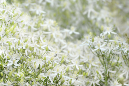 Floral spring background of fragrant white flowers of Clematis flammula or Sweet-souled Clematis with budsの写真素材