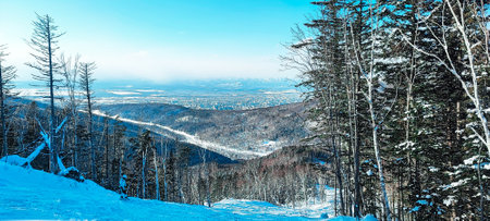 Winter forest landscape with snow-covered trees, snowdrifts with lines and furrows of a ski track...