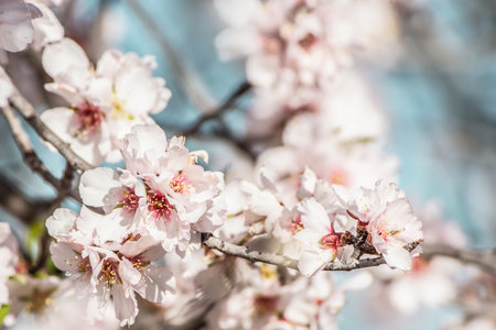Blossoming branches of cherry, almond tree. nature awakens. ecological balance spring timeの写真素材