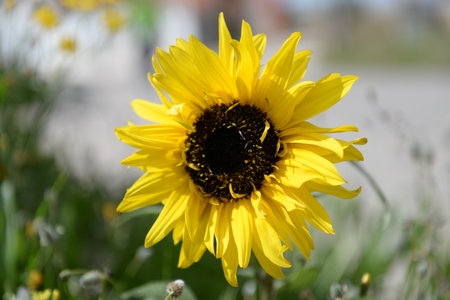 Gorgeous blooming ornamental sunflower with open bright yellow petals and dark center in a field on a sunny day, Close upの写真素材
